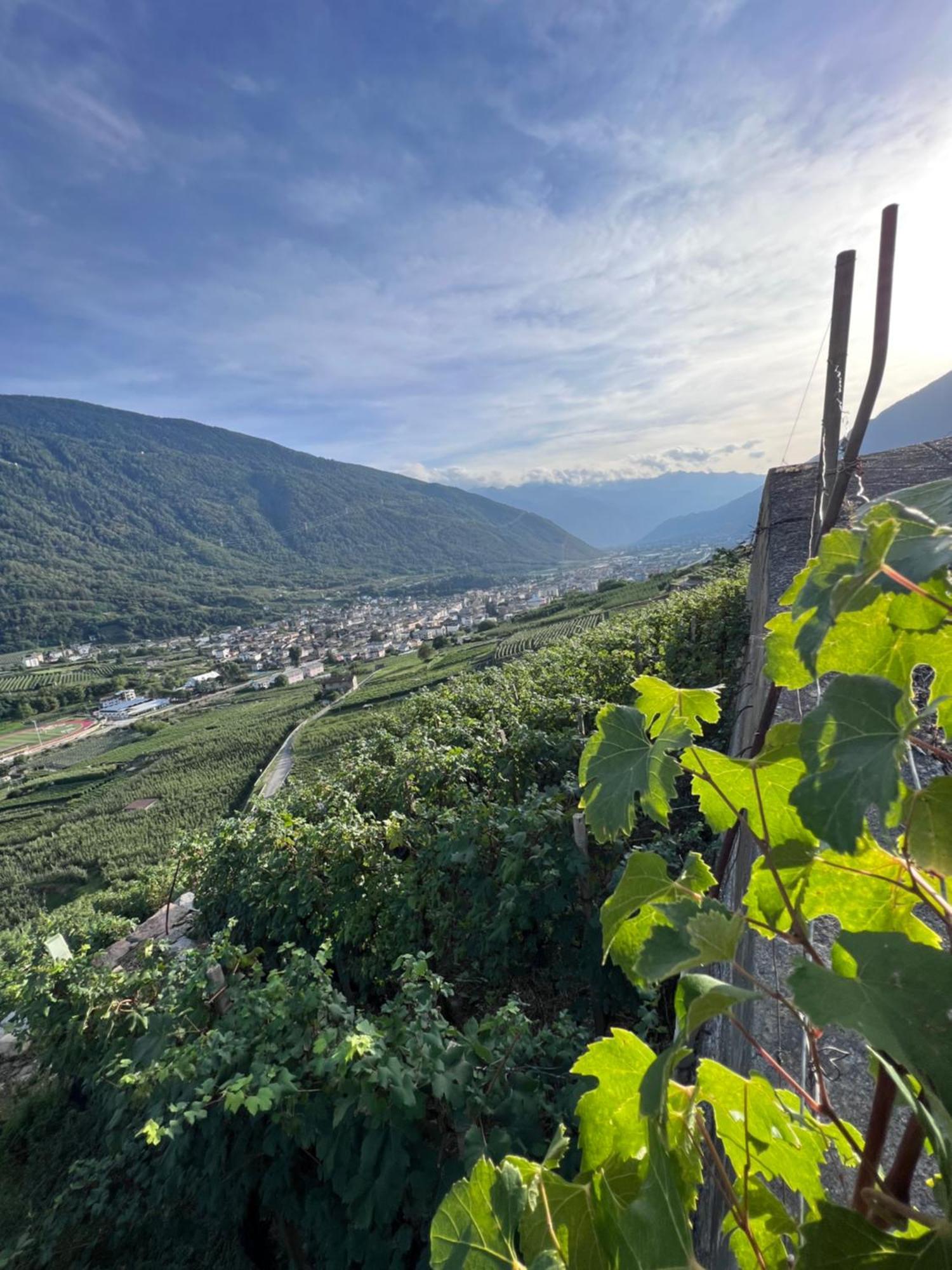 Sanmartino Tirano